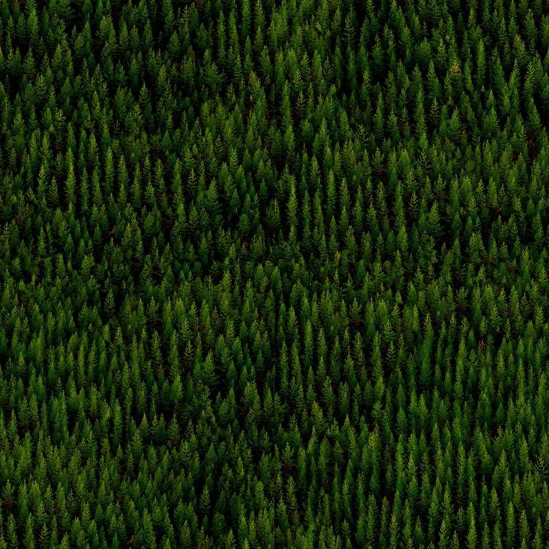 Бесшовный лес