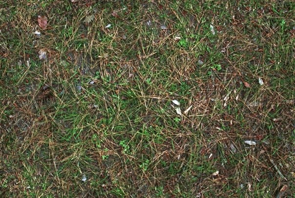 Текстура земли в лесу