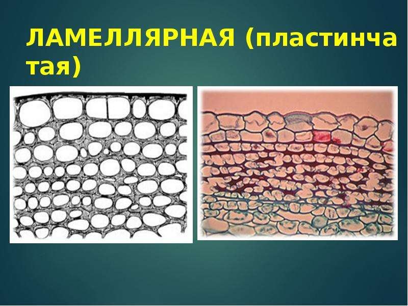 Ламеллярная эмульсия