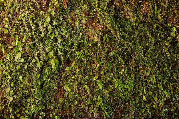 Фактуры растительность