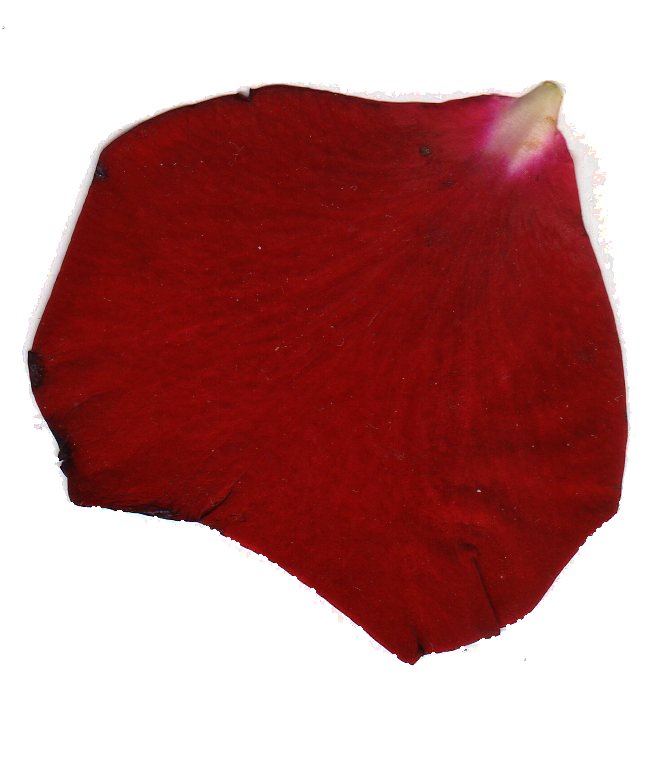 Красный лепесток