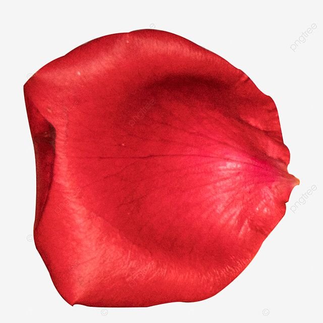 Фактура лепестка розы