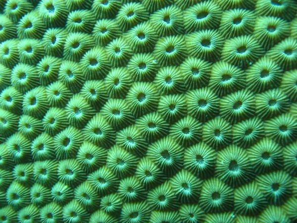 Текстура кораллов