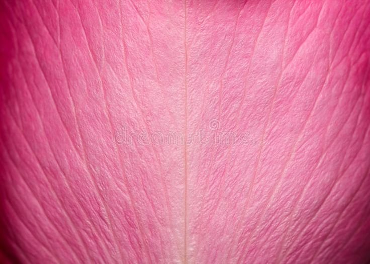 Розовые лепестки