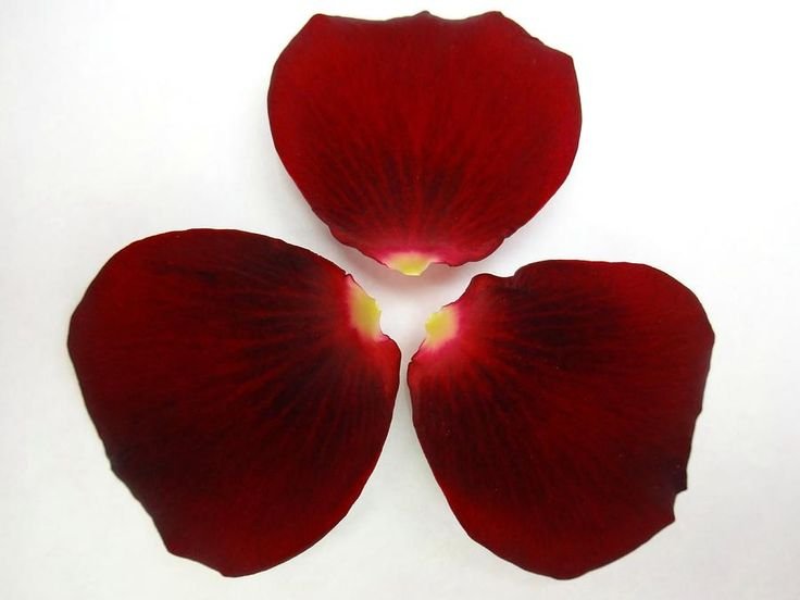 Лепесток тюльпана