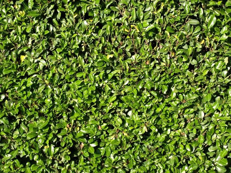 Текстура растительность