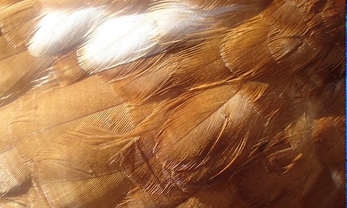 Куриная кожа текстура