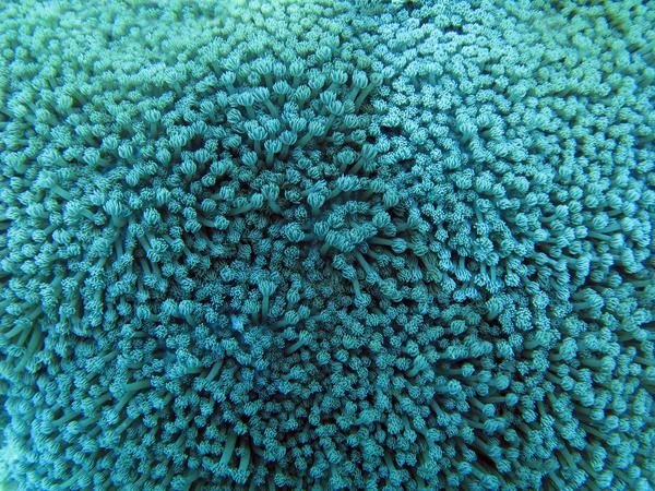 Текстура кораллов