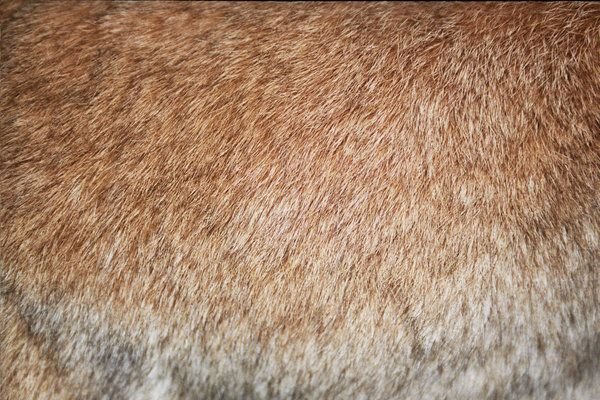 Текстура шерсти