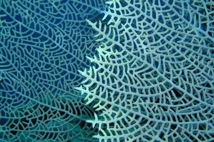 Водоросли фактура