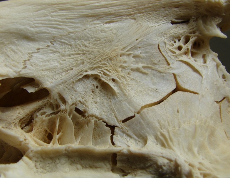 Кость текстура