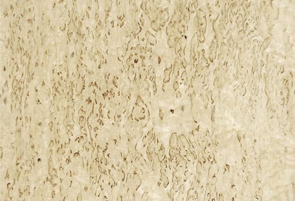 Шпон карельской березы