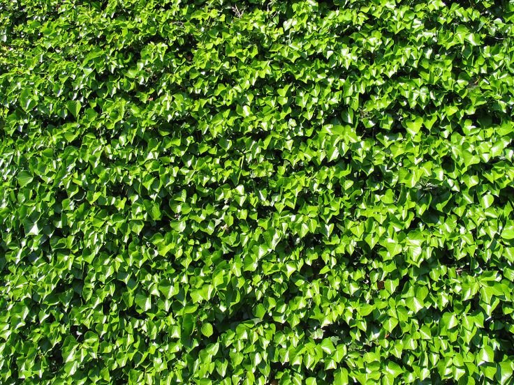 Фитостена плющ