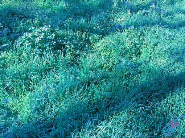 Синие растения