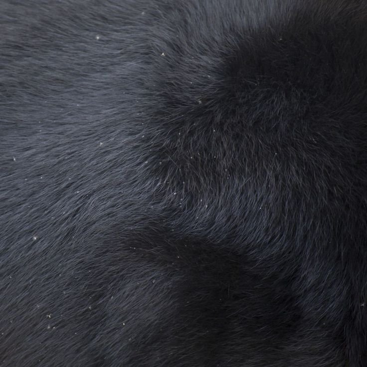 Черная шерсть