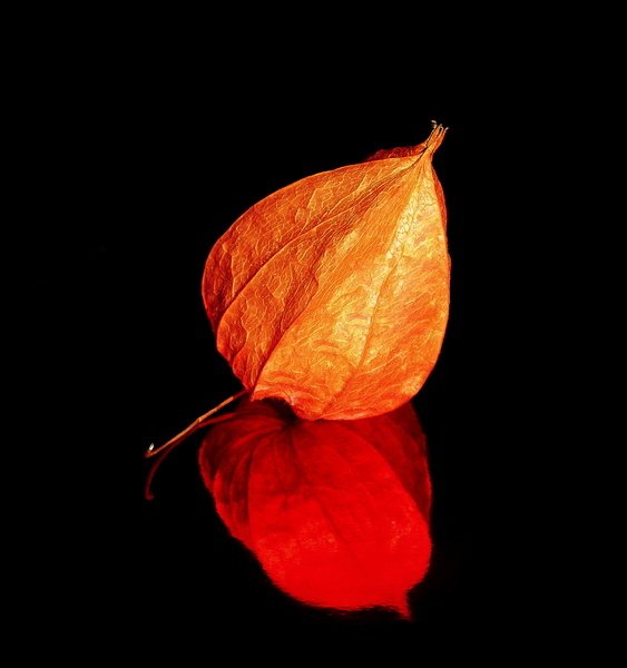 Физалис Хеммерле