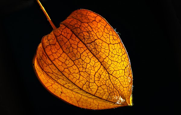 Физалис обыкновенный