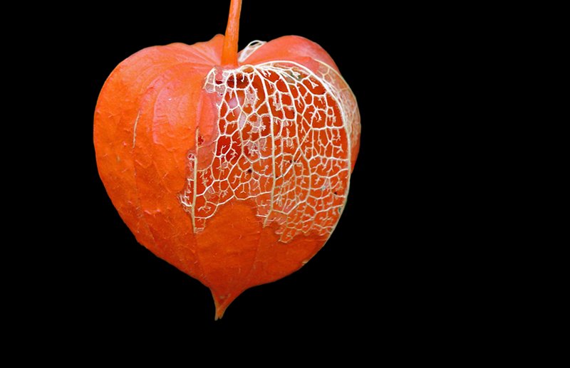 Сердце физалис