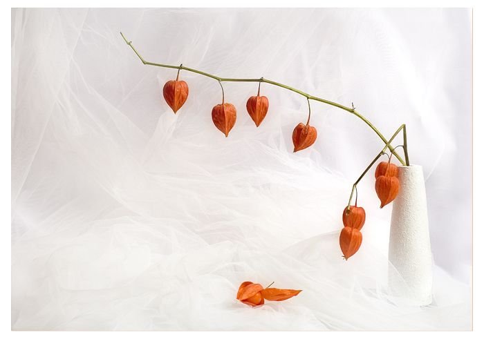 Веточка физалиса Эстетика