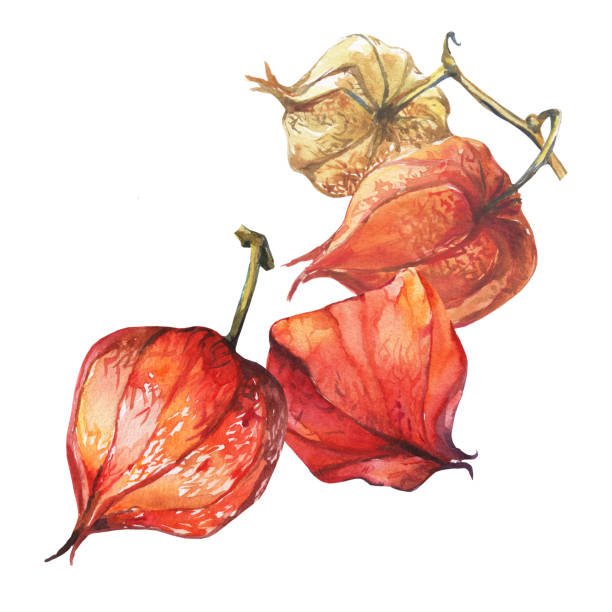 Капский крыжовник физалис