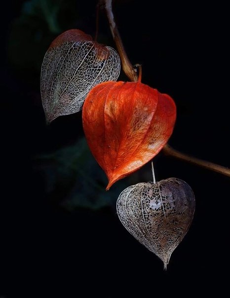 Физалис цветок