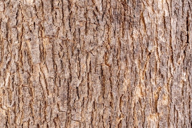 Светлая кора дерева