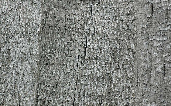 Фактура коры дерева