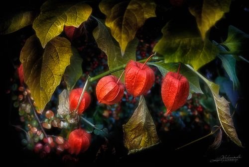 Физалис растение