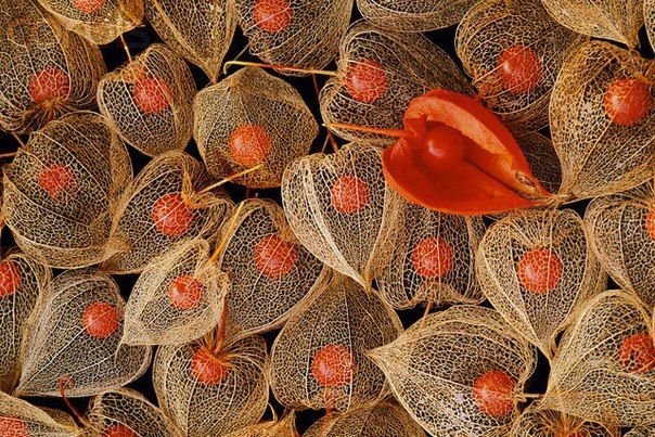 Физалис китайские фонарики