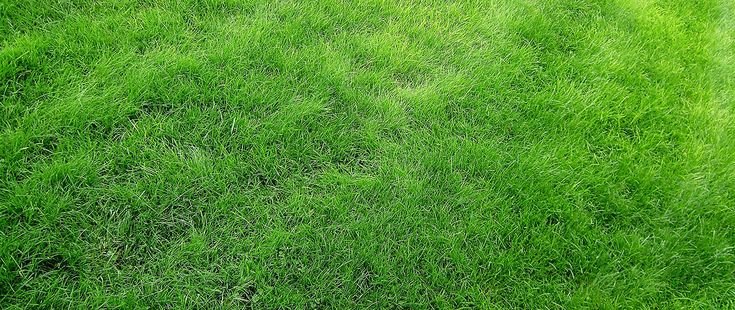 Трава для скетчап