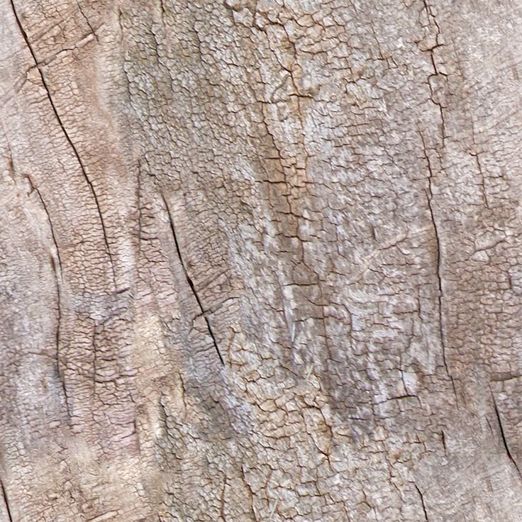 Фактура коры дерева