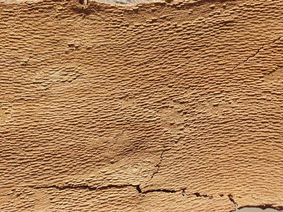 Кора дерева