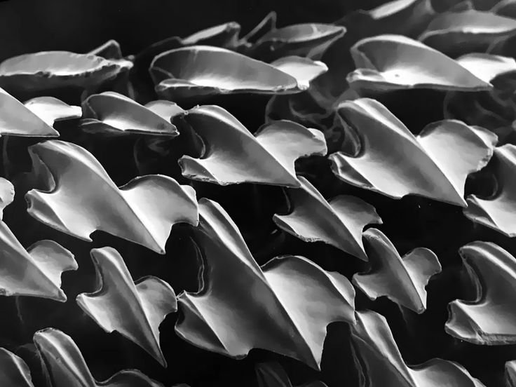 Плакоидная чешуя акулы