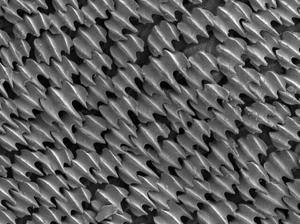 Плакоидная чешуя