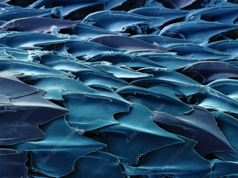 Плакоидная чешуя акулы