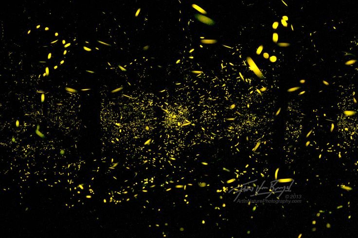 Светлячки на темном фоне