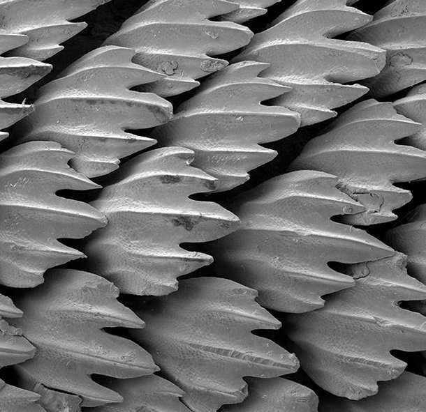 Плакоидная чешуя акулы