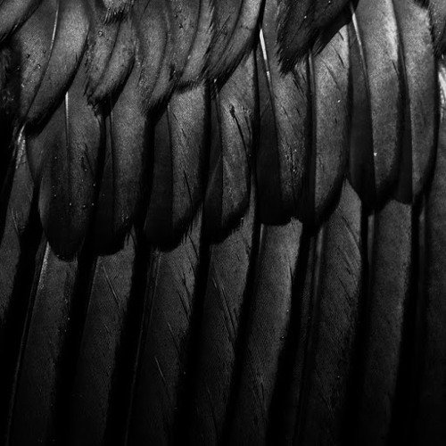 Черные перья