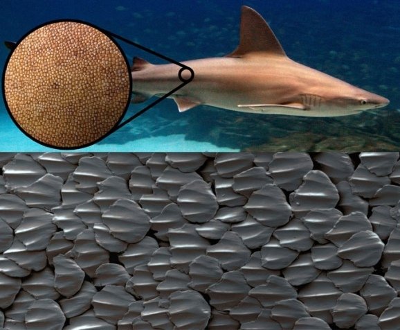 Плакоидная чешуя акулы