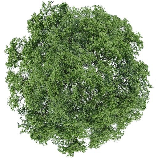 Деревья сверху