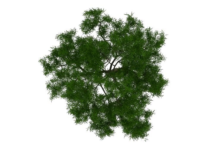 Сосна вид сверху