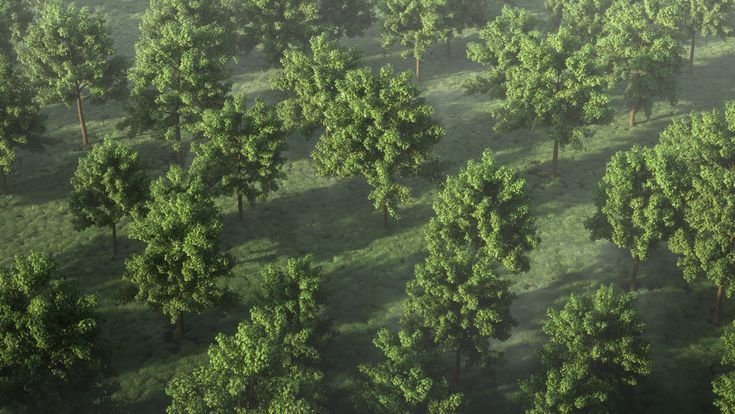 Деревья вид сверху