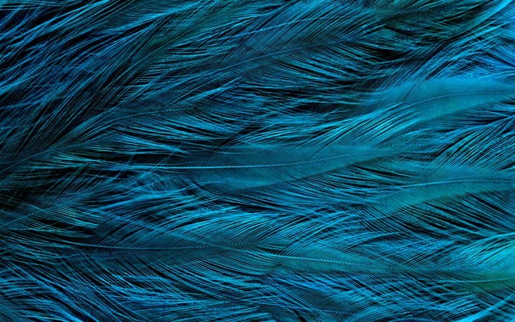 Перья текстура