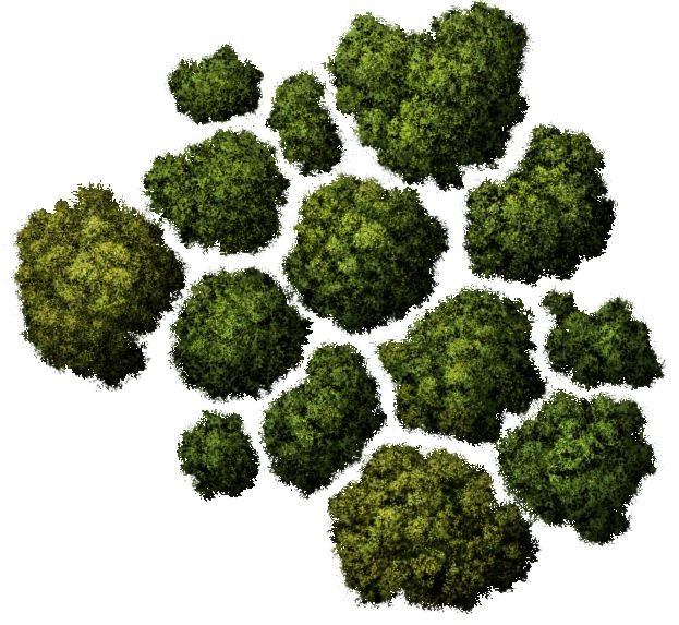 Деревья вид сверху