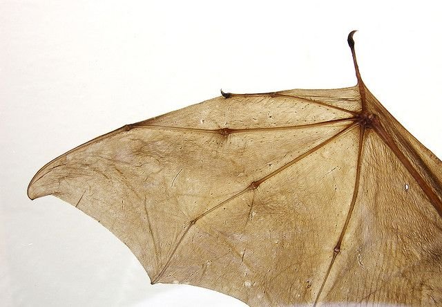 Крылья летучей мыши