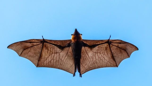 Крылья рукокрылых