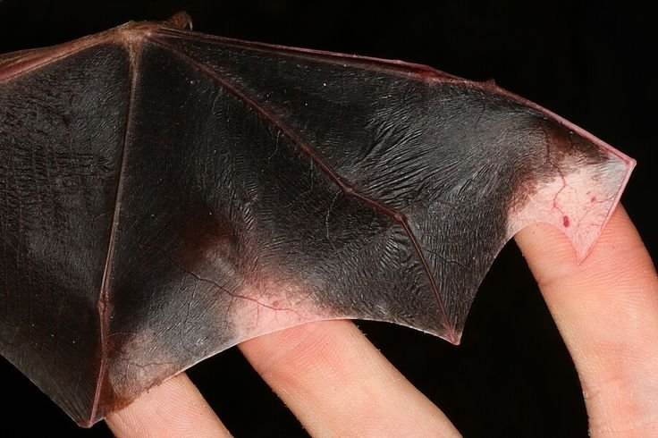 Крылья летучей мыши