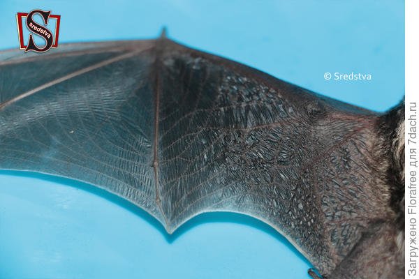 Кожистые Крылья летучей мыши