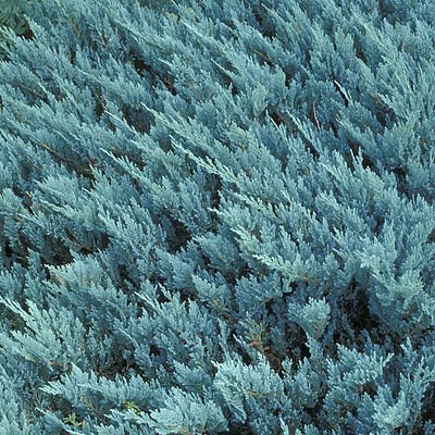 Можжевельник горизонтальный Блю чип