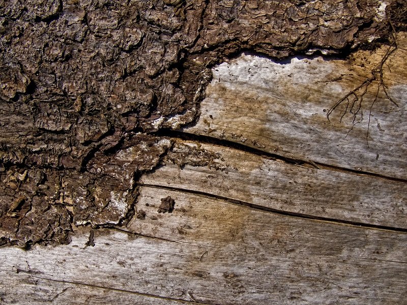 Текстура коры дерева